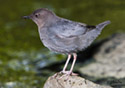 Cinclus mexicanus